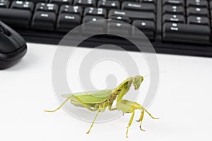 Praying mantis insect dancing