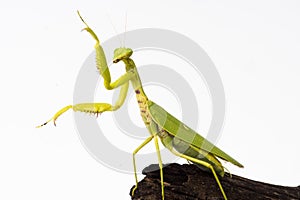 Praying mantis insect dancing