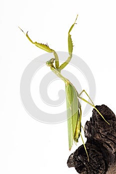 Praying mantis insect dancing