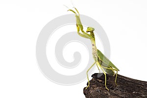 Praying mantis insect dancing