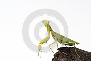Praying mantis insect dancing