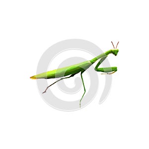 Praying mantis Insect isolated a symbol of green natural extermination with path