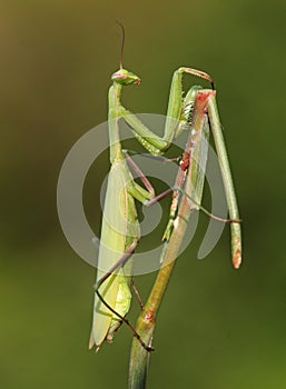 Praying Mantis insect in nature