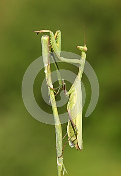 Praying Mantis insect in nature