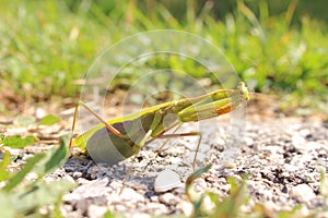 Praying Mantis insect in nature