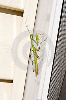 Praying Mantis insect in nature. Mantis religiosa.