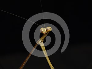 Praying mantis insect portrait, euchomenella heteroptera