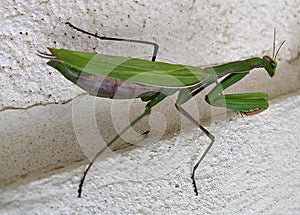 Praying Mantis insect on the wall