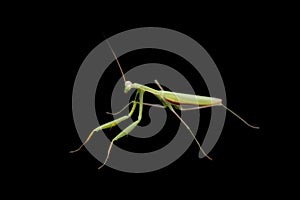 Praying mantis