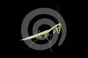 Praying mantis