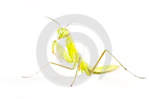 Praying mantis isolated in white