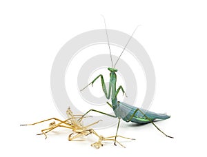 Praying mantis and its Ecdysis, Moulting