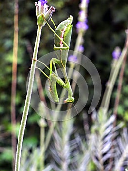 Praying Mantis in Lavender 3