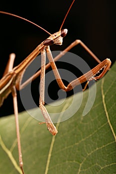 Praying mantis on a leaf photo