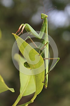 Praying mantis on a lemon leaf