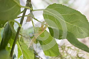 Praying mantis looking for the camera