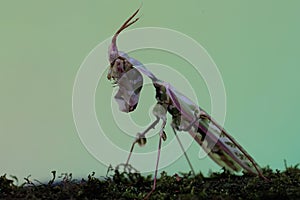 A praying mantis is looking for prey on a cactus tree.