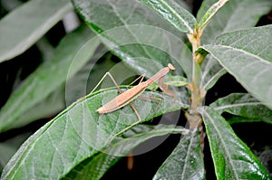 Praying Mantis on a Loquat plant