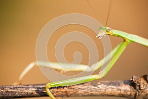 Praying mantis macro