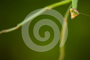 Praying mantis macro