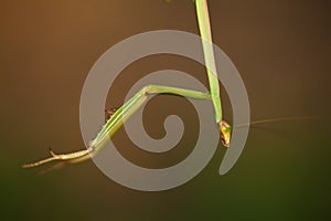 Praying mantis macro