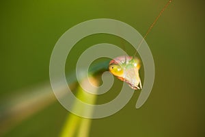 Praying mantis macro