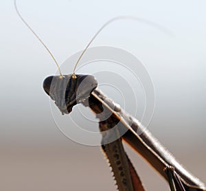 Praying Mantis Macro