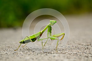 Praying mantis macro