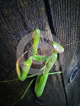 Praying mantis macro