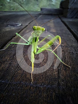 Praying mantis macro