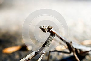Praying mantis