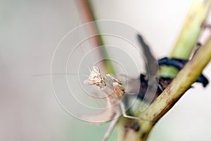 Praying mantis