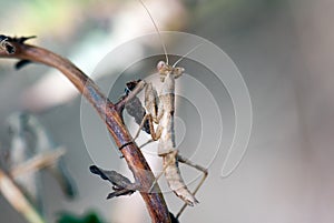 Praying mantis