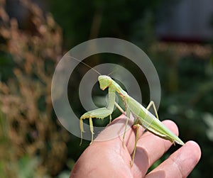 Praying mantis on man's hand