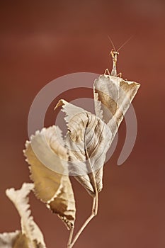 Praying mantis Mantidae on a dry leaf and reddish background. Malaga, Spain