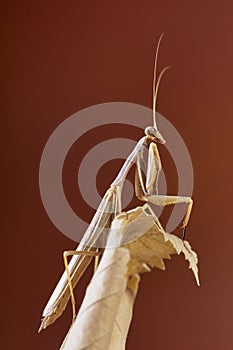 Praying mantis Mantidae. Malaga, Spain