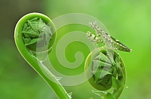 Praying Mantis,Mantis Praying,Mantis,Animals,Macro