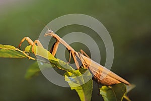 The praying mantis (Mantis religion Linnaeus, 1758), also called the European mantis