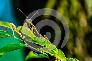 The praying mantis (Mantis religion Linnaeus, 1758), also called the European mantis