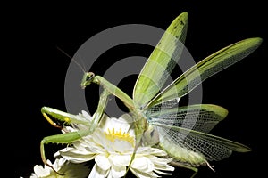 Praying mantis / Mantis religiosa