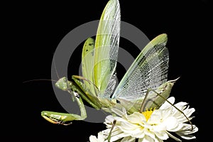 Praying mantis / Mantis religiosa
