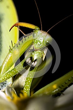 Praying mantis / Mantis religiosa photo