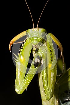 Praying mantis / Mantis religiosa photo