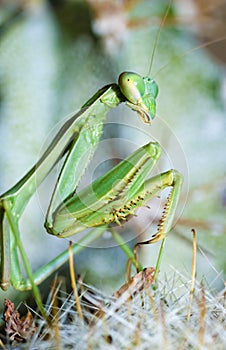 Praying mantis, Mantis religiosa photo