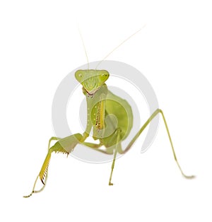 Praying mantis - Mantis religiosa photo