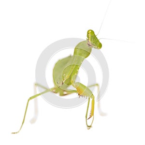 Praying mantis - Mantis religiosa photo