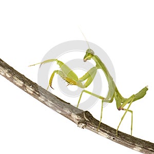 Praying mantis - Mantis religiosa photo