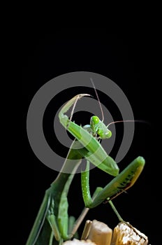 Praying Mantis (Mantis religiosa) on black background.