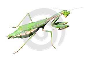 Praying Mantis (Mantis religiosa) photo