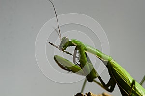 Praying Mantis (Mantis religiosa) on gray background